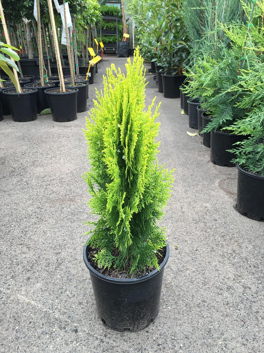 Thuja orientalis Gold - Ornamental Plants