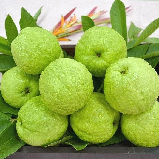 Guava Taiwan Pink Amrood Variety Fruit (Air layered/Grafted) Live Plants & Tree