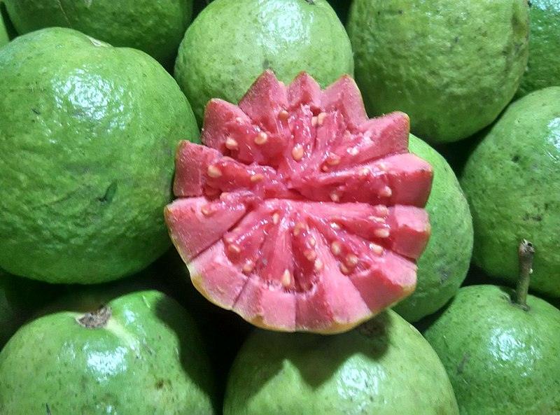 Guava Taiwan Pink Amrood Variety Fruit (Air layered/Grafted) Live Plants & Tree