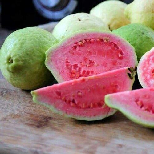 Guava Taiwan Pink Amrood Variety Fruit (Air layered/Grafted) Live Plants & Tree