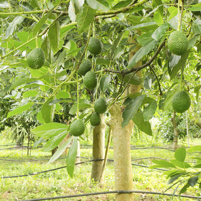 Avocado Hass (Grafted)  - Fruit Plants & Tree