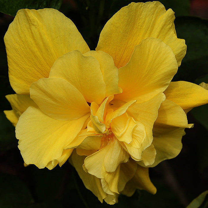 Hibiscus Yellow DOUBLE - Flowering Shrubs