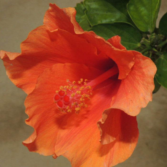 Hibiscus Orange/Goldspot  - Flowering Plants