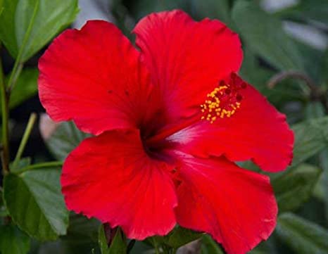 Hibiscus Red Hybrid - Flowering Plants