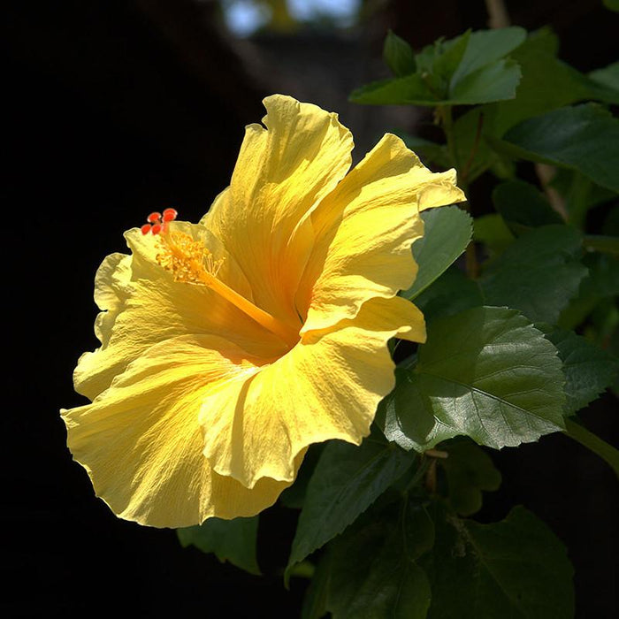 Hibiscus Yellow Hybrid Single Color - Flowering Plants