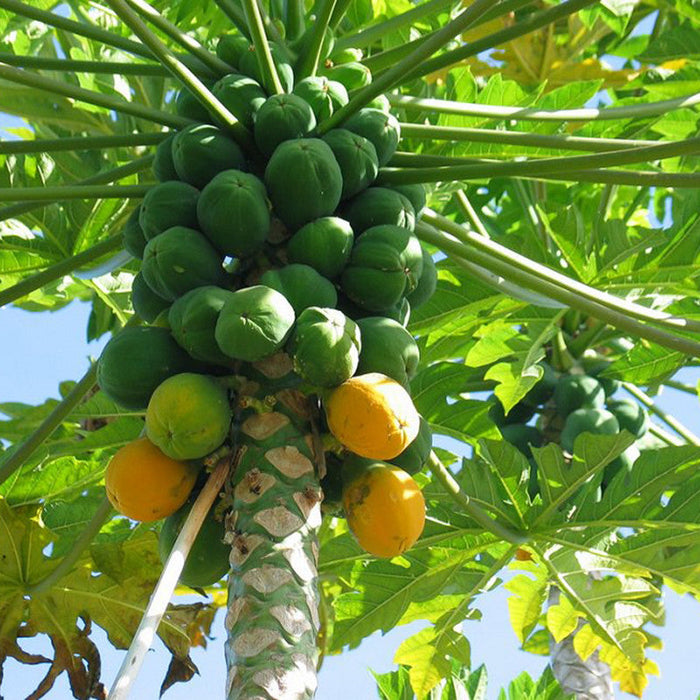 Red Papaya - Fruit Plants & Tree