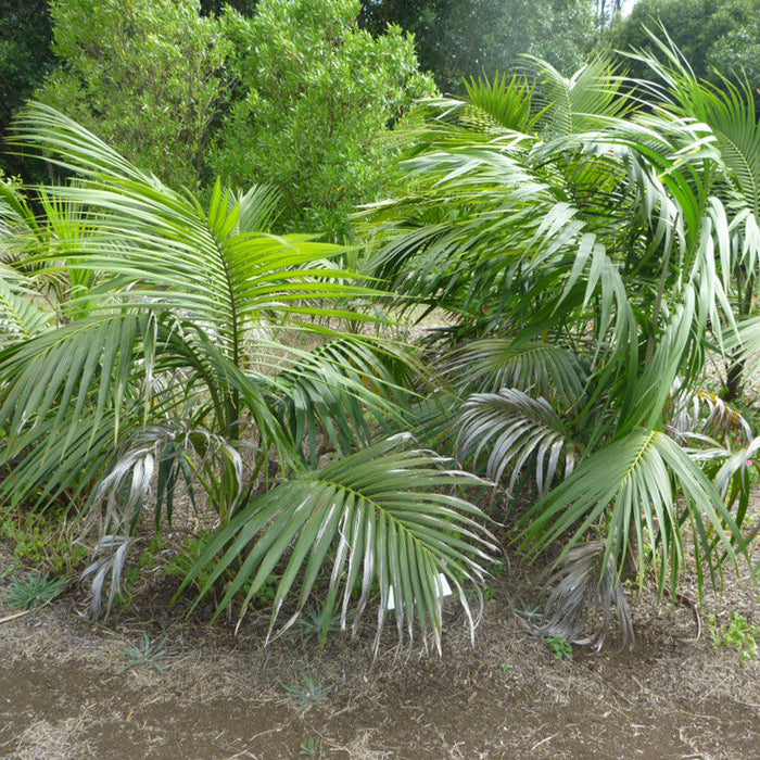 Kentia Forsteriana - Palms