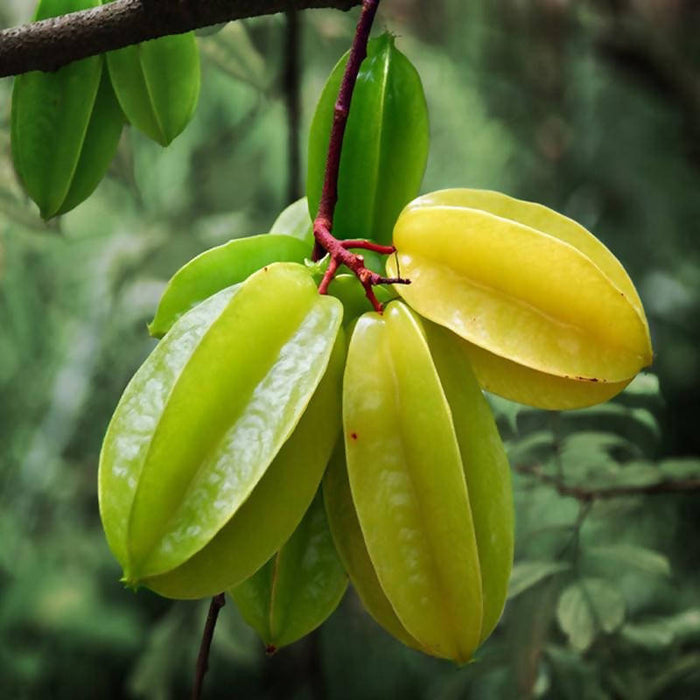 Sweet Star Fruit (Grafted)- Fruit Plants & Tree