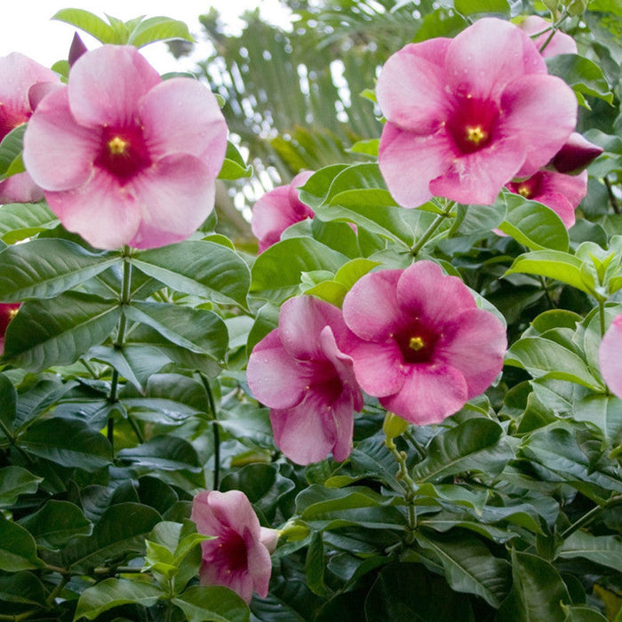 Allamanda purple/Violet - Flowering Shrubs