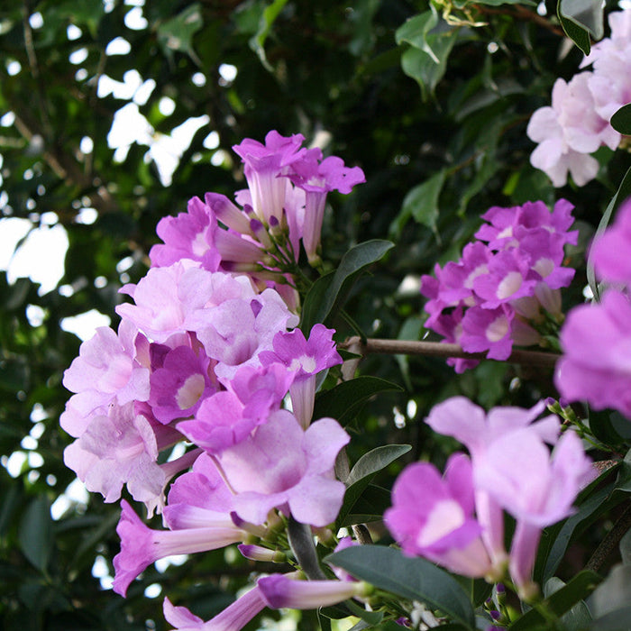 Garlic Creeper - Creepers & Climbers