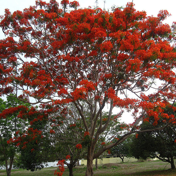 Royal Poinciana / Gul Mohar / Delonix regia - Avenue Trees