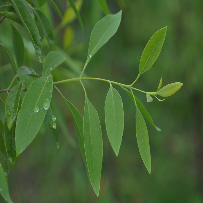 Indian Sandalwood - Avenue Trees