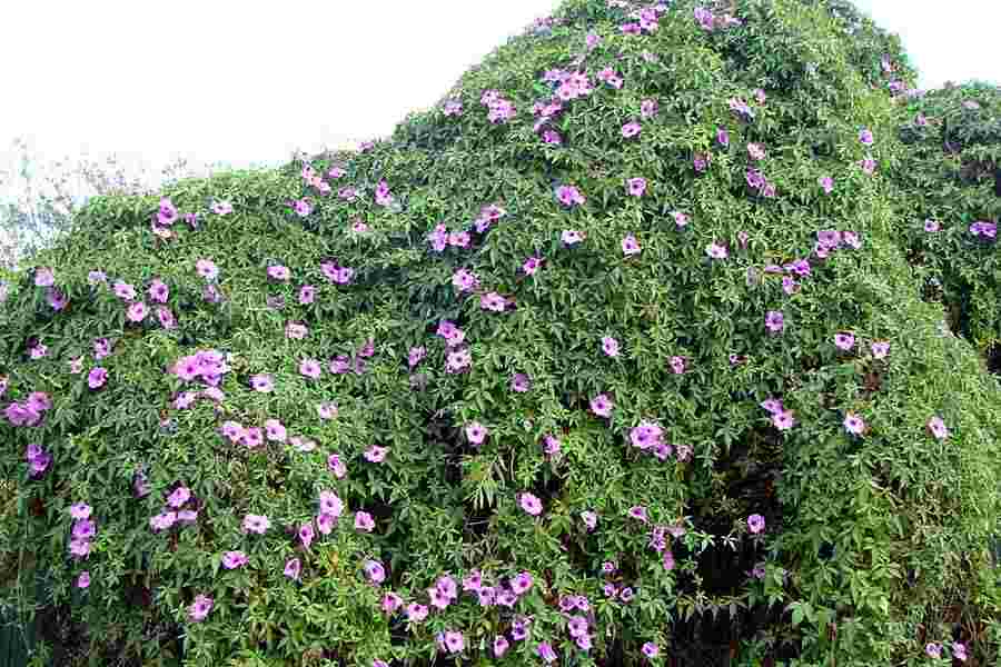 Ipomoea cairica - Creepers & Climbers