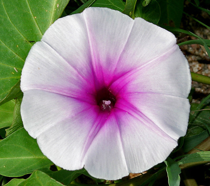 Ipomoea aquatica - Creepers & Climbers