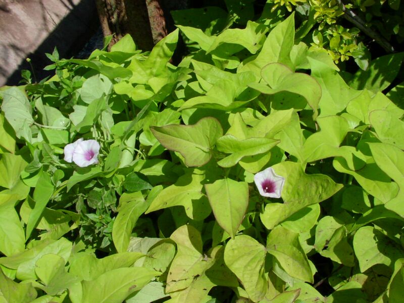 Ipomoea aquatica - Creepers & Climbers