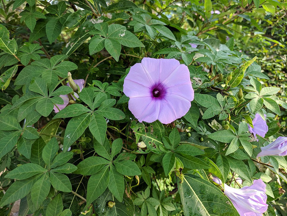 Ipomoea cairica - Creepers & Climbers