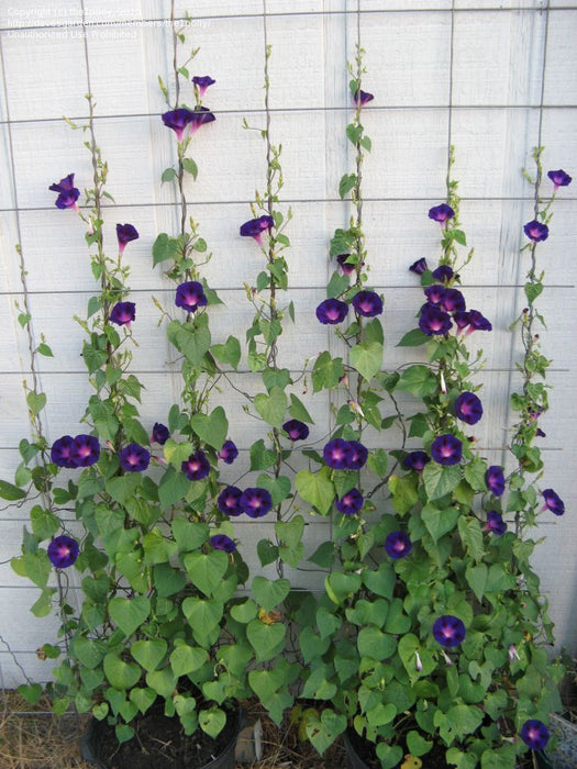 Ipomoea purpurea - Creepers & Climbers