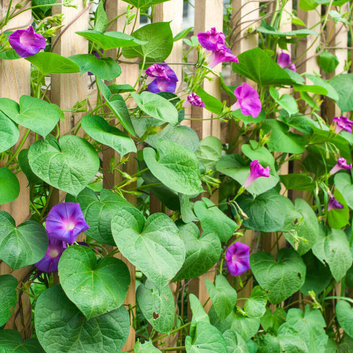 Ipomoea purpurea - Creepers & Climbers