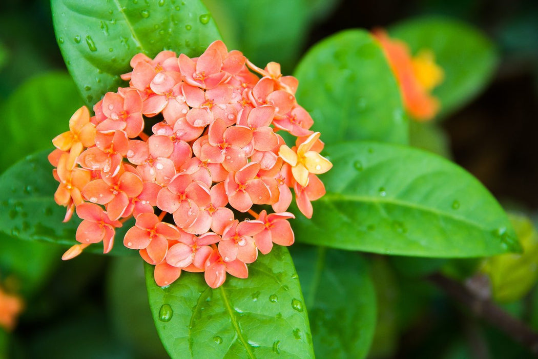 Ixora Semi Dwarf  Orange - Flowering Shrubs