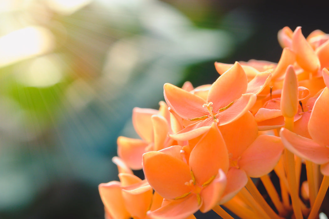 Ixora Semi Dwarf  Orange - Flowering Shrubs