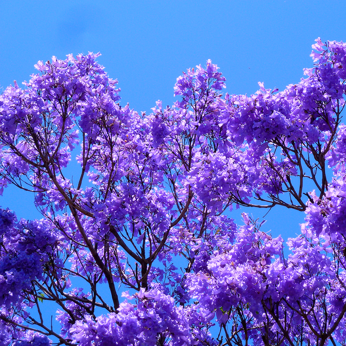 Jacaranda mimosifolia / Neel Mohar - Avenue Trees