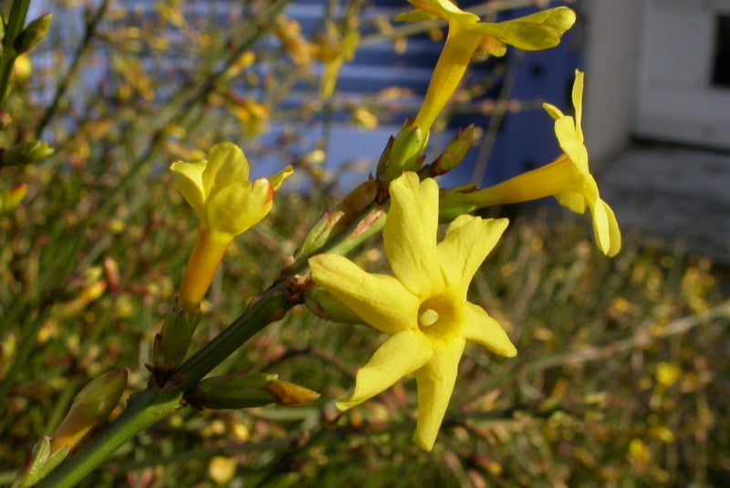 Jasminum nudiflorum - Creepers & Climbers