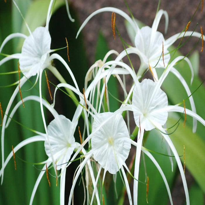 Spider Lily/Beach Spider Lily - Flowering Plants