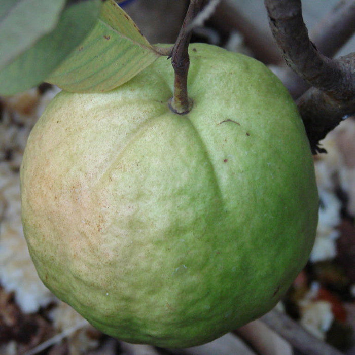 Guava Kg Guava - Fruit Plants & Tree