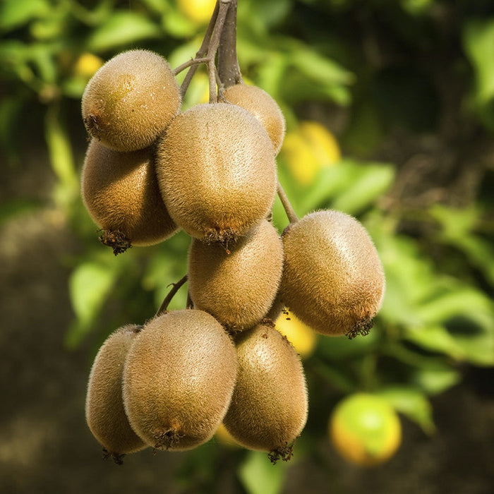 Kiwi Fruit (Grafted)