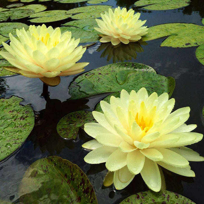 Water Lily  Yellow - Aquatic Plants