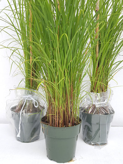 Citronella grass - Herbs & Kitchen Plants