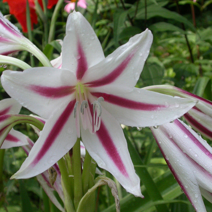 Milk And Wine Lily - Flowering Plants