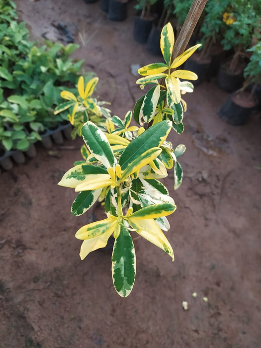 Ravenia spectabilis variegata - Flowering Plants