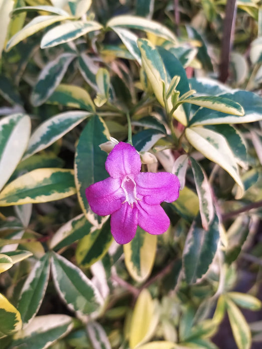 Ravenia spectabilis variegata - Flowering Plants