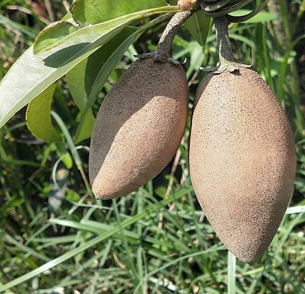 Sapota - Long/Banana-Fruit Plants & Tree.