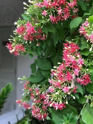 Buy Beautiful Madhumalati (Rangoon Creeper) Plant - Decorate Your Garden with Vibrant Blooms