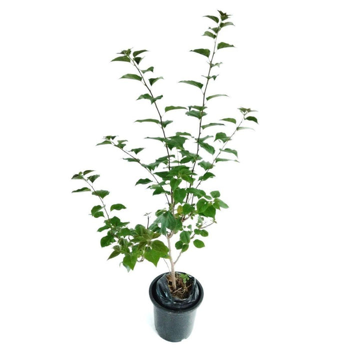 Buy Beautiful Madhumalati (Rangoon Creeper) Plant - Decorate Your Garden with Vibrant Blooms