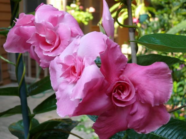 Mandevilla Pink Double - Creepers & Climbers