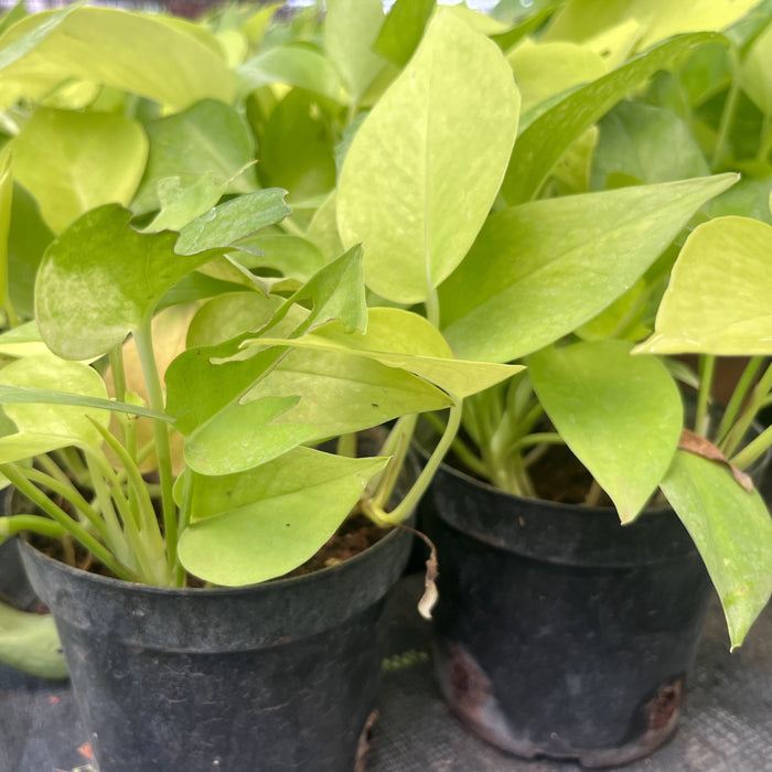 Brighten up Your Home with the Stunning Golden Money Plant - Epipremnum aureum goldii for Sale