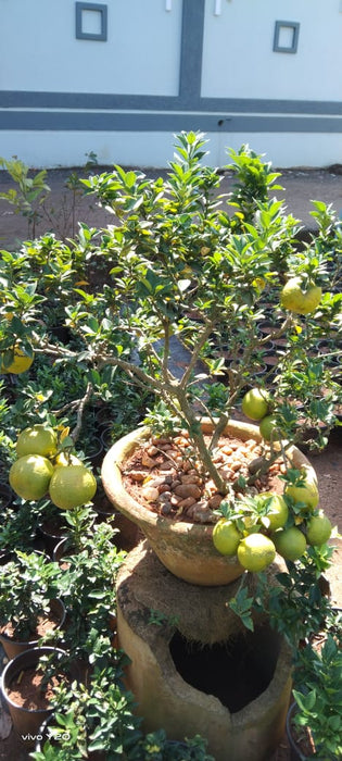 Mini Mosambi - Fruit Plants