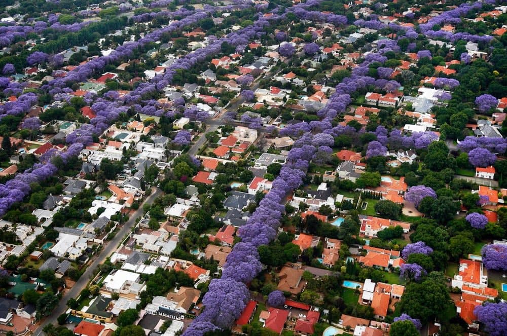 Jacaranda mimosifolia / Neel Mohar - Avenue Trees