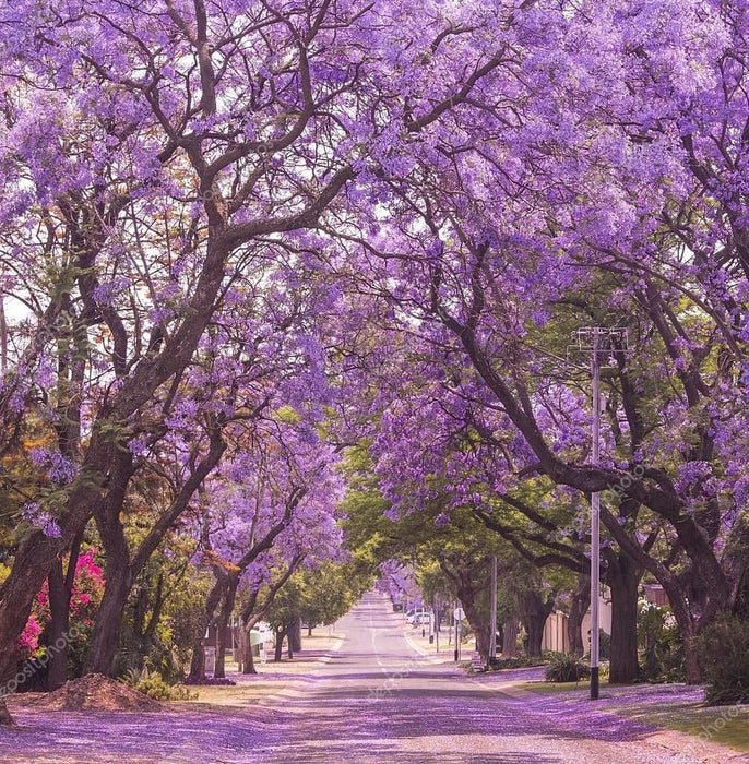 Jacaranda mimosifolia / Neel Mohar - Avenue Trees