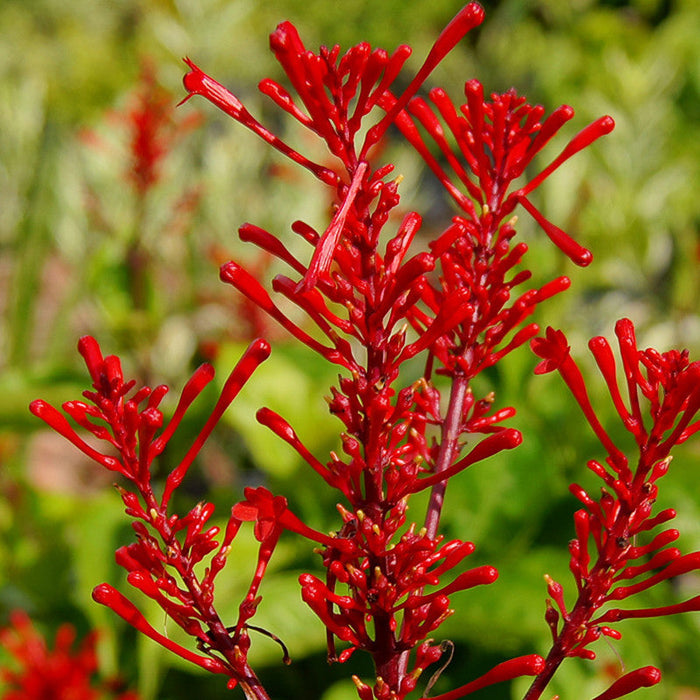 Odonotonema Strictum - Flowering Shrubs