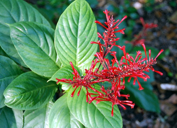 Odonotonema Strictum - Flowering Shrubs