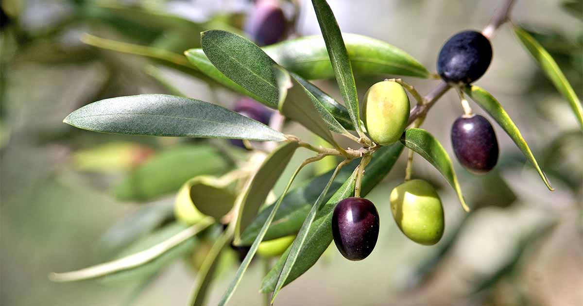 Olive Fruit Plant - Exotic Fruit Plant