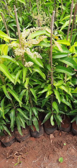 Pandirimamidi Mango (Grafted) - South Indian Mango