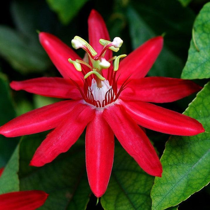 Red Passiflora Sherry/Krushna Kamal Live Plant for Sale