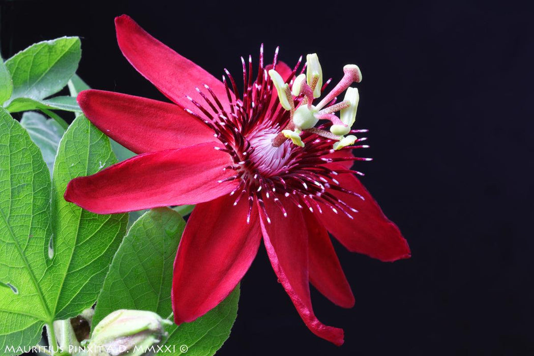 Red Passiflora Sherry/Krushna Kamal Live Plant for Sale