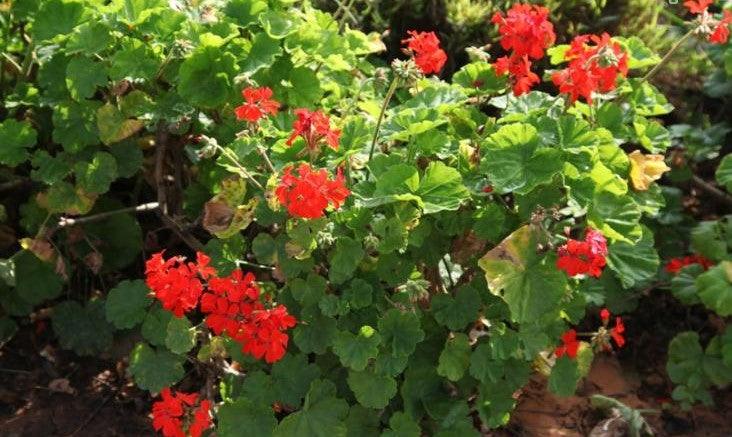 Buy Beautiful Pelargonium Hortorum Vegetative Geranium Plants Online