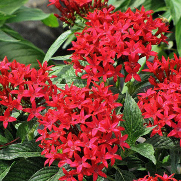 Pentas Red - Flowering Plants